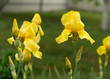 Iris flower grow in the garden. Close-up of a flower iris on blurred green natural background.