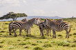 Burchell's zebras (Equus quagga burchellii) at Crescent Island Game Sanctuary on Naivasha lake, Kenya