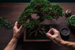 A person practices the intricate art of bonsai trimming in a serene garden, highlighting this unique form of gardening as a calming leisure activity.
