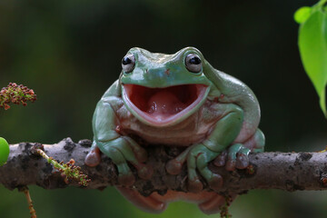 Wall Mural - dumpy frog 