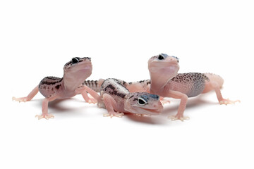 Baby eublepharis macularius closeup on isolated background. Three baby leopard gecko closeup on isolated background