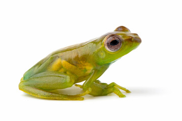 Wall Mural - juvenile zhangixalus dulitensis closeup from side view, baby jade tree frog closeup on isolated back