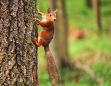 Fototapeta Mapy - Beautiful squirrel on a tree in a forest park in the summer