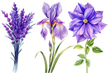 Flowers Set On An Isolated White Background. Watercolor Illustrations. Purple Iris, Lavender, Clematis 