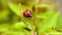 Macro Video Of A Ladybug Spreading Its Wings On A Leaf. Aphids And Ants Roam Around. Garden Scene. Insects In The Garden. Garden Life.