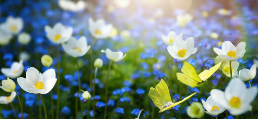 Aufkleber - Forest glade with lots of white and blue spring flowers and butterflies on a sunny day