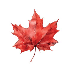 Wall Mural - Beautiful watercolor red maple leaf Canada day white background.