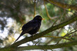Common blackbird perching on a tree branch