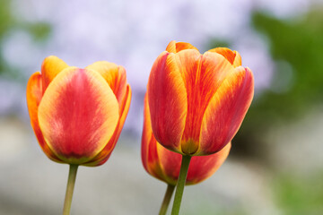 Wall Mural - Tulpenblüten im Frühjahr	