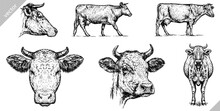 Vintage Engraving Isolated Cow Set Illustration Ink Sketch. Farm Bull Background Beef Animal Silhouette Art. Black And White Hand Drawn Vector Image