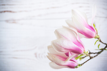 Poster - Branch with blooming pink Magnolia flowers on wooden background