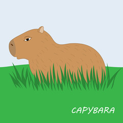 Cute capybara on the grass.