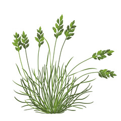 Wall Mural - Simple  Wild Steppe Cereal Isolated on White