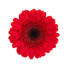 Red Gerbera Flower Isolated On A Transparent Png Background. Stock Photo