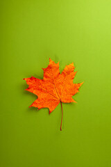Wall Mural - Orange maple leaf on green paper background. Autumn symbol. Maple autumn leaf portrait with copy space