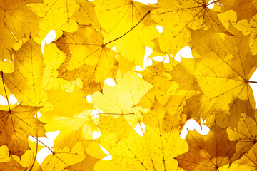 Wall Mural - Autumn concept - solid background of yellow autumn leaves, maple leaves, top view