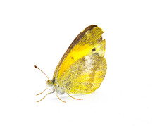 Nathalis Iole, The Dainty Sulphur Or Dwarf Yellow, Is A North American Butterfly And Smallest In The Family Pieridae. Isolated On White Background Side Profile View