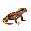 leopard gecko looking isolated on white