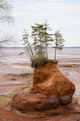 Wall Mural - Sandstone formation with growing tree in UNESCO Geopark Parrsboro Nova Scotia Canada