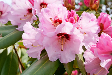 Blooming rhododendrons Cape Cod MA USA