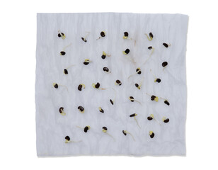 Sticker - Many vegetable seeds growing on wet tissue paper,Home garden concept.