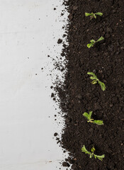 Canvas Print - Green sprouts growing with soil on white wood, top view