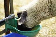Sheep Drinking From An Automatic Waterer On The Leinewiesen In Hanover, Germany.