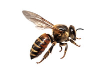 Bee Isolated Transparency Background.
Generative AI