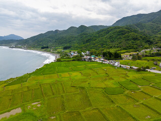 Wall Mural - Taiwan Hualien rice field over the sea in Fengbin Township, Shitiping Coastal Stone Step Plain