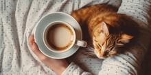 Top View Of Carefree Cute Ginger Cat Lying On The Bed. Cozy Morning At Home, Woman Hands Holding A Cat And A Cup Of Coffee