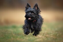 Portrait Of A Scottish Terrier Outdoors In Nature. AI Generated