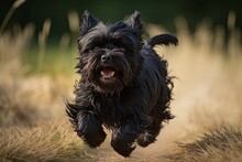 A Black Scottish Terrier Is Running In The Field. AI Generated