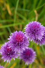 Poster - Chives in bloom