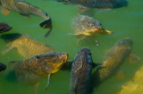 Fototapeta Do akwarium - Common Carp (Cyprinus carpio) feeding