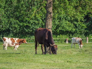 Wall Mural - Weseke im westliche Münsterland