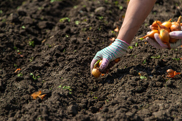 Wall Mural - A woman farmer plants onions in her garden. Selective focus.