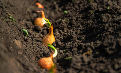 Wall Mural - A woman farmer plants onions in her garden. Selective focus.