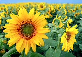 Canvas Print - Field with sunflowers