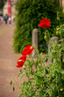 Red poppies grooving on the street, Leiden, Netherlands