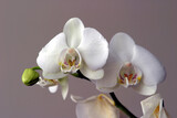 Fototapeta Panele - Orchid photographed indoors, diffuse lighting