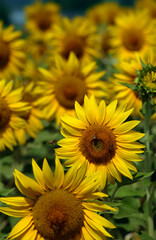 Poster - Bee flying towards a sunflower.