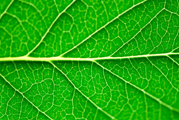 Sticker - Extreme macro of green leaf with veins