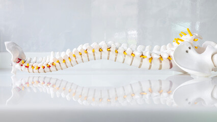 Total human spine skeleton model with beautiful reflection on glass table.Cervical, thoracic and lumbar spine to sacrum.Doctor in the orthopedic unit uses it for patient education before surgery.