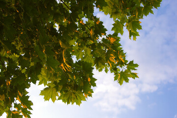 Canvas Print - Green maple brunches lighted up by sun, blue sky as a background.