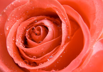 Poster - Pink rose with water drops.