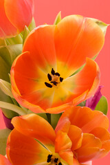 Canvas Print - Orange Tulips set against a red background.