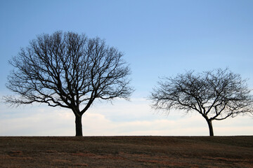 Poster - Lonely Trees in the Park without Leaves