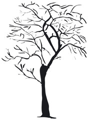 Poster - Silhouette of a tree