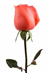 Poster - Pink rose with water drops in isolated white background.