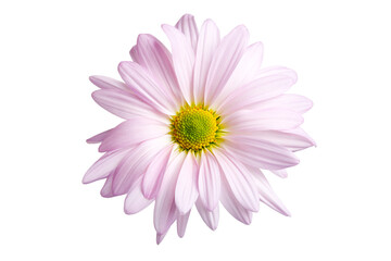 Wall Mural - daisy in light shade of purple shot highkey and isolated on white